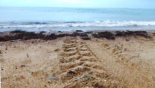 pneumatici-nel-mare-pic