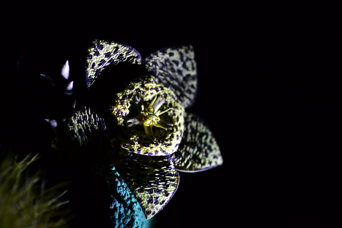 fiore_di_stapelia_by_piombor-d5qua9q
